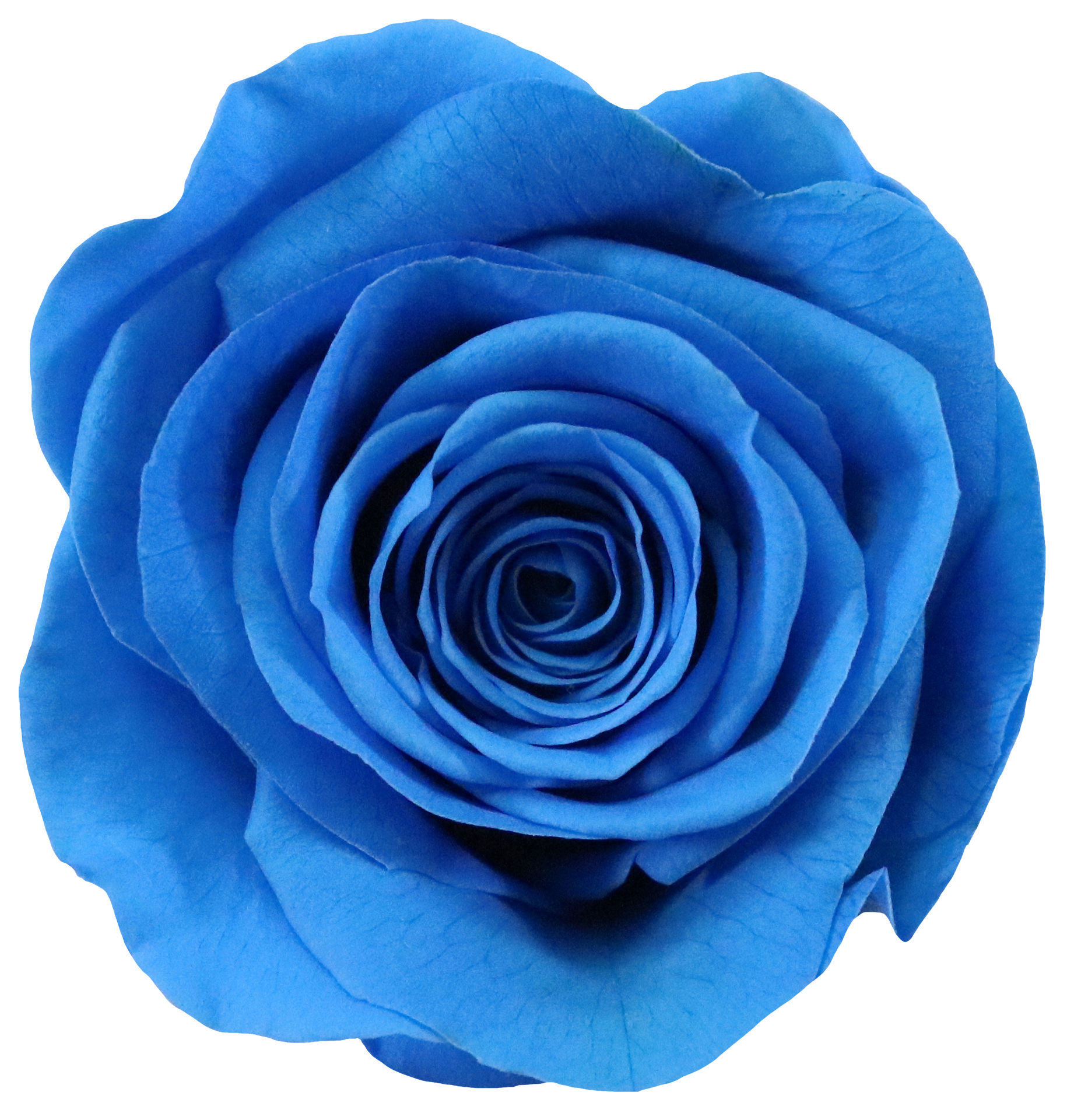 Roses - Magnifique Rose