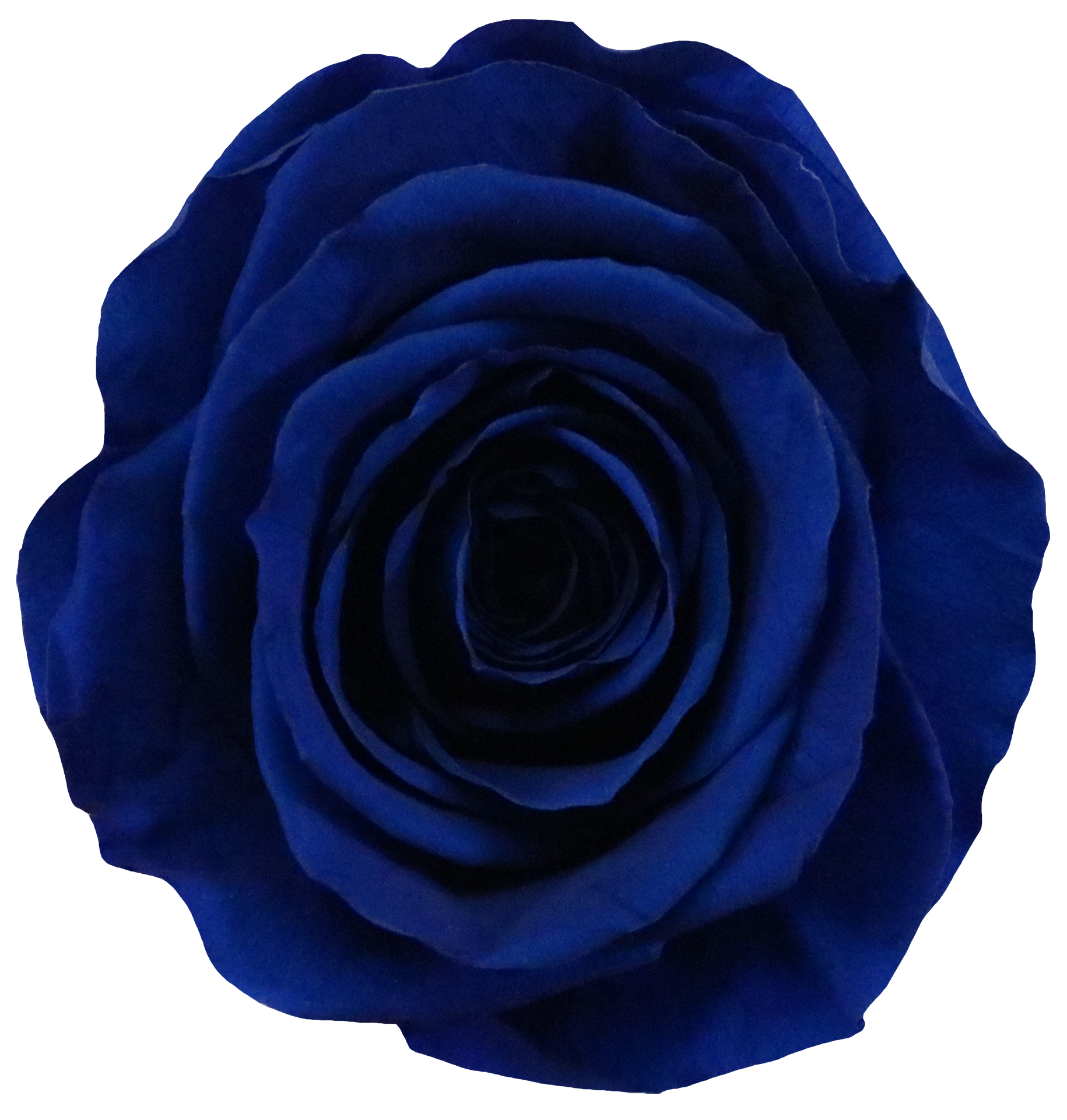 Roses - Magnifique Rose
